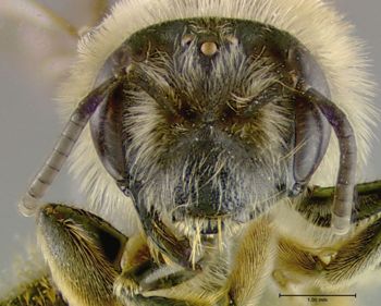 Media type: image;   Entomology 609468 Aspect: head frontal view